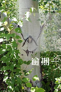 逾期一个月涨200几分 逾期一个月涨200几分