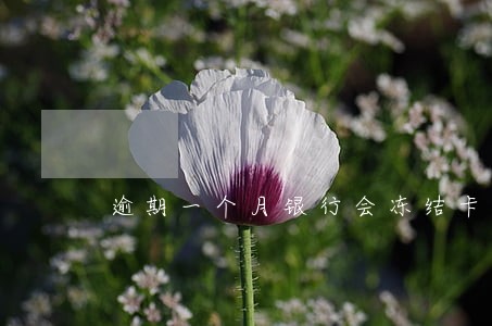 逾期一个月银行会冻结卡片吗 逾期一个月银行会冻结卡片吗