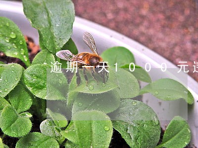 逾期一天1000元违约金叠加吗 逾期一天1000元违约金叠加吗