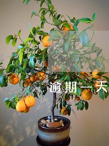 逾期一天100利息合法吗
