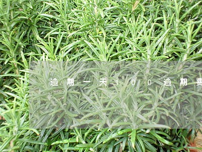 逾期一天100逾期费 逾期一天100逾期费