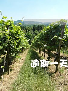 逾期一天1万元违约金 逾期一天1万元违约金