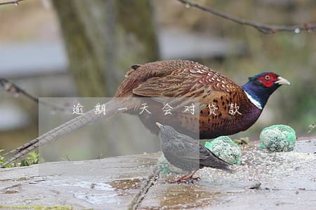 逾期一天会对贷款 逾期一天会对贷款