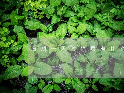 逾期一天对信用有什么影响 逾期一天对信用有什么影响