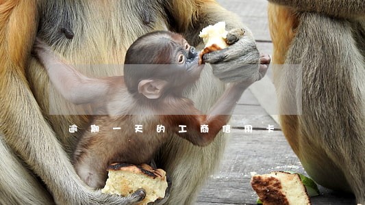逾期一天的工商信用卡 逾期一天的工商信用卡