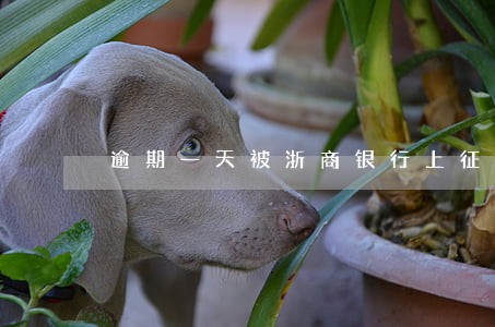 逾期一天被浙商银行上征信