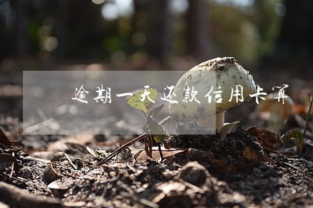 逾期一天还款信用卡算 逾期一天还款信用卡算