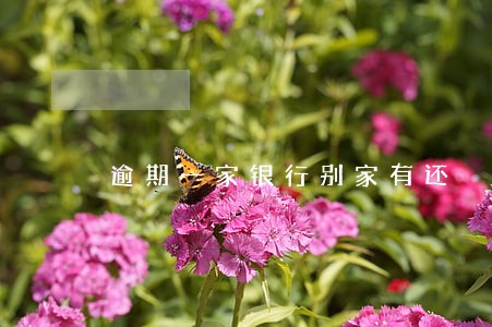 逾期一家银行别家有还 逾期一家银行别家有还