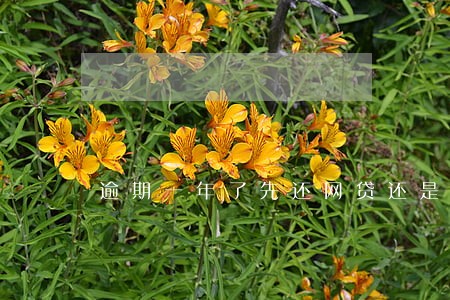 逾期一年了先还网贷还是信用卡