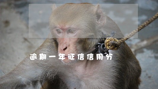 逾期一年征信信用分 逾期一年征信信用分