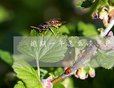 逾期一年怎么谈只还本金