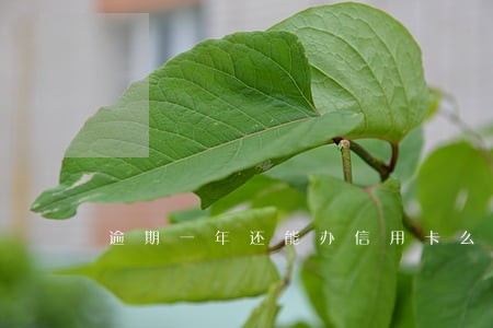 逾期一年还能办信用卡么