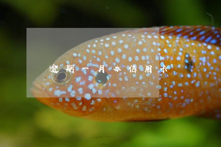 逾期一月办信用卡 逾期一月办信用卡