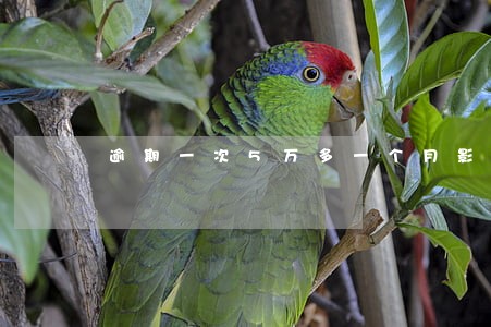 逾期一次5万多一个月影响买房吗 逾期一次5万多一个月影响买房吗