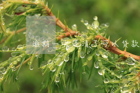 逾期一次还清了可以贷款吗 逾期一次还清了可以贷款吗