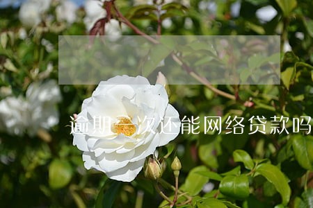 逾期一次还能网络贷款吗 逾期一次还能网络贷款吗