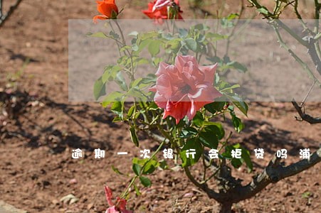逾期一次银行会拒贷吗浦发 逾期一次银行会拒贷吗浦发