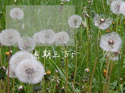 逾期三万5 逾期三万5