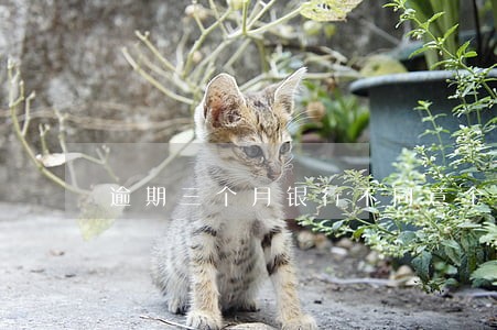逾期三个月银行不同意个性化分期
