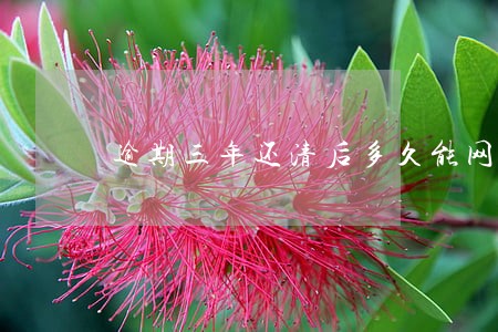 逾期三年还清后多久能网贷