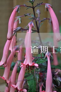 逾期上征信可以去银行 逾期上征信可以去银行