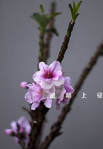 逾期上征信的网贷影响房贷吗 逾期上征信的网贷影响房贷吗
