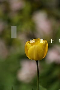 逾期上显示1公积金 逾期上显示1公积金