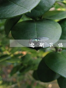 逾期下信用卡技术 逾期下信用卡技术