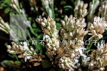 逾期不上征信网贷口子有哪些 逾期不上征信网贷口子有哪些