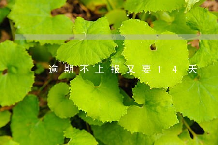 逾期不上报又要14天 逾期不上报又要14天