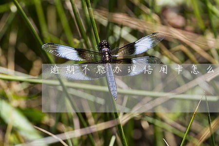 逾期不能办理信用卡怎么办 逾期不能办理信用卡怎么办
