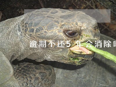 逾期不还5年会消除吗 逾期不还5年会消除吗