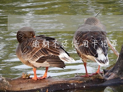 逾期不还信用卡犯罪 逾期不还信用卡犯罪