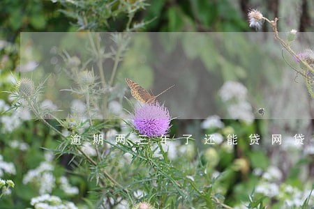 逾期两三年了还能贷网贷吗 逾期两三年了还能贷网贷吗