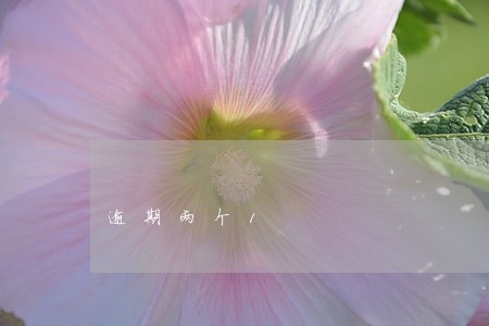 逾期两个1 逾期两个1