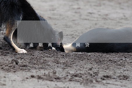 逾期两千多网贷 逾期两千多网贷