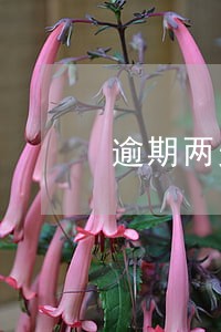 逾期两天还可以办信用卡吗