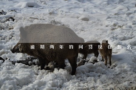 逾期两年的网贷现在怎么还 逾期两年的网贷现在怎么还