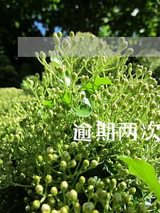 逾期两次好办信用卡吗