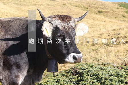 逾期两次被澳门限制进入2年