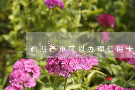 逾期严重可以办理信用卡吗 逾期严重可以办理信用卡吗