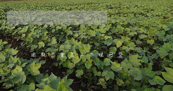 逾期严重怎么办理网贷 逾期严重怎么办理网贷