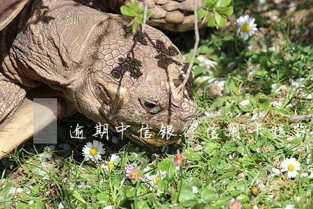 逾期中信银行信用卡提额吗 逾期中信银行信用卡提额吗