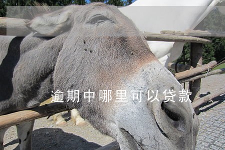 逾期中哪里可以贷款 逾期中哪里可以贷款