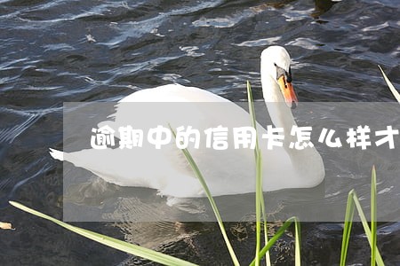 逾期中的信用卡怎么样才能分期 逾期中的信用卡怎么样才能分期
