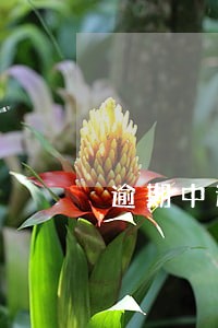 逾期中还可以办信用卡的银行