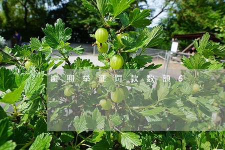 逾期举证罚款数额6 逾期举证罚款数额6