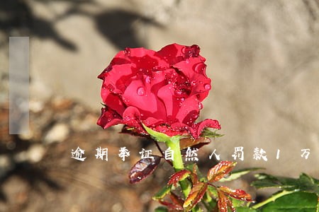 逾期举证自然人罚款1万元以下 逾期举证自然人罚款1万元以下