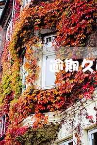 逾期久的信用卡怎么查额度