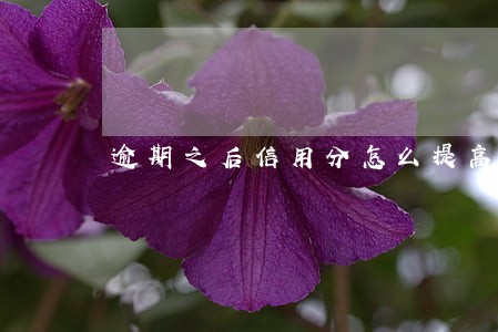 逾期之后信用分怎么提高 逾期之后信用分怎么提高